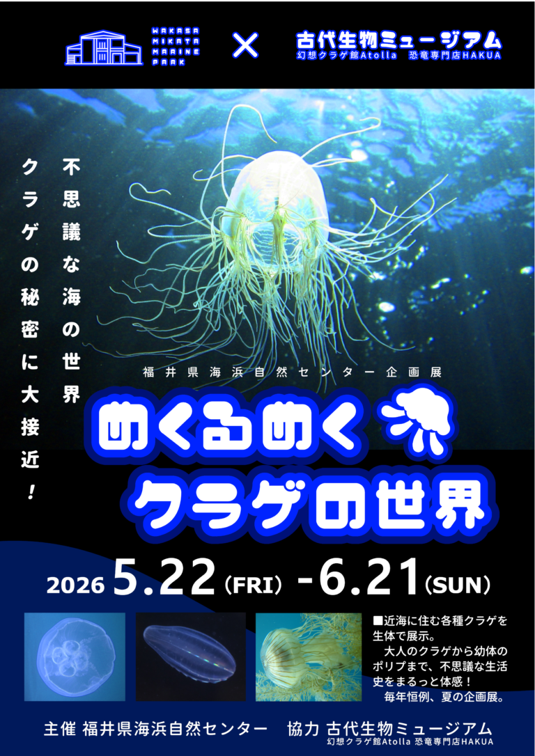 あおくらげページ 企画展「めくるめくクラゲの世界」開催‼ — 福井県海浜自然センター