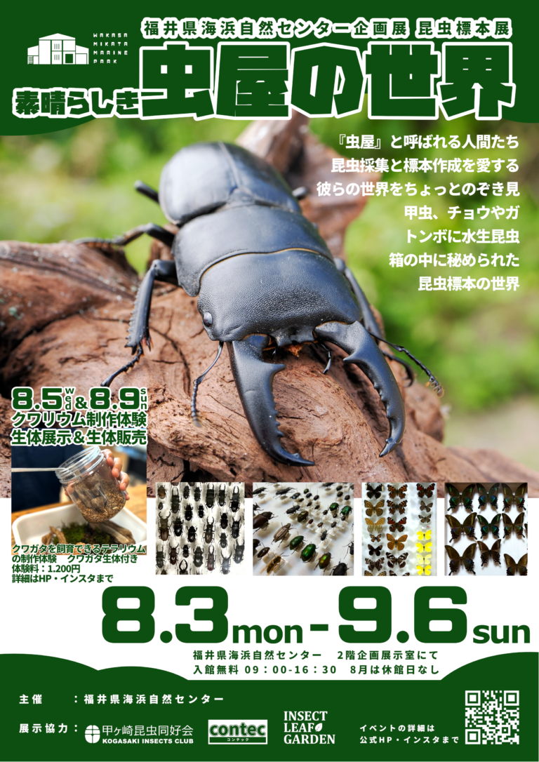 昆虫標本展「素晴らしき虫屋の世界」開催！ — 福井県海浜自然センター